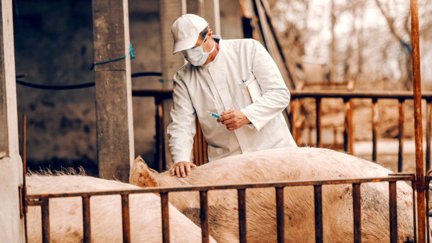 Borba protiv ASK: Nakon brzih testova, istraživači najavili i cjepivo?