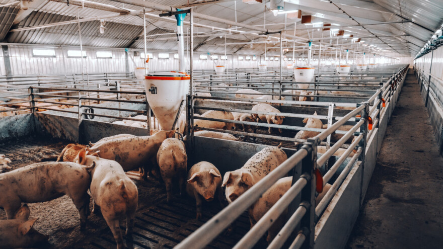 Objavljene Odluke o Covid potporama za proizvođače tovnih junadi, svinja i janjadi