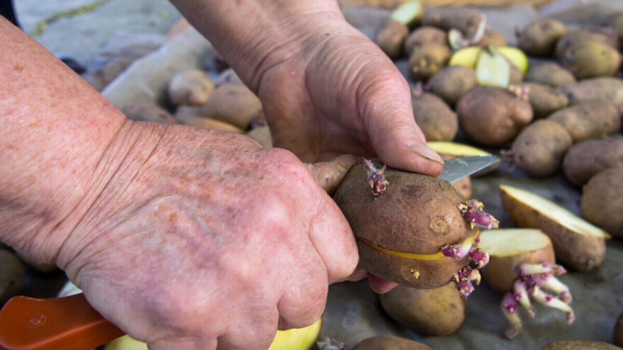 Uputstva za sečenje krompira pre sadnje