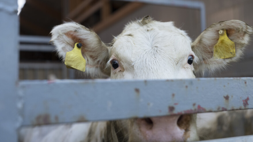 Prevrnula  se prikolica sa živom stokom, povrijeđene krave