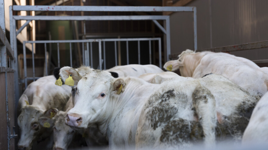 Zabranili izvoz žive stoke morskim putem