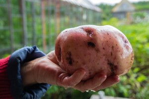Štetočine prijete plodovima - aktivan i krompirov moljac