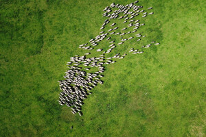 Dron laje i čuva ovce - može li zamijeniti psa i običnog pastira?
