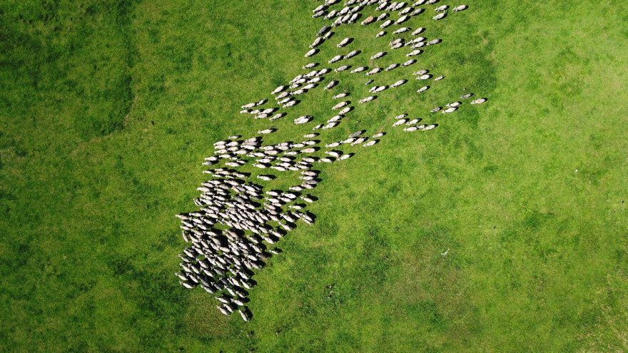 Dron laje i čuva ovce - može li zamijeniti psa i običnog pastira?
