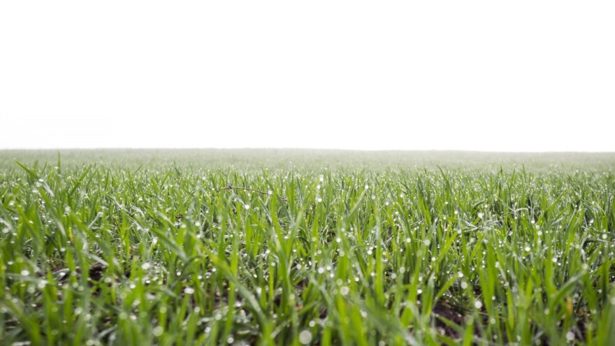 Kukuruz nije ugrožen, šta je sa pšenicom?