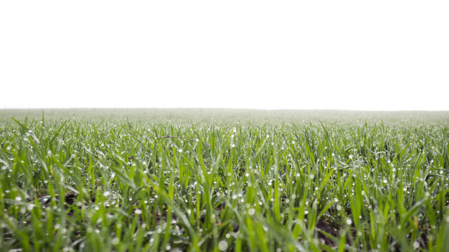 Pepelnica na žitaricama - pogoduje joj toplo i vlažno proljeće