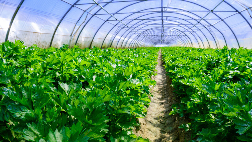 Za plastenike se javilo farmera više od planiranog - ministarstvo sve ispoštovalo