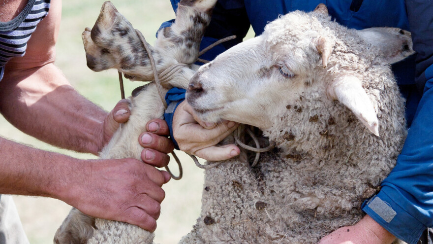 Poljska planira zabraniti vjersko klanje životinja za izvoz