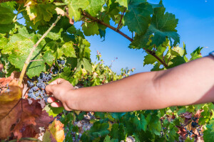 Put Kune Pelješke - 17 vinarija predstavit će više od 70 vina