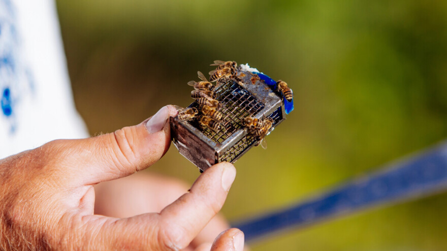 Milerova metoda: Jednostavan i efikasan pristup uzgoju matica u pčelarstvu