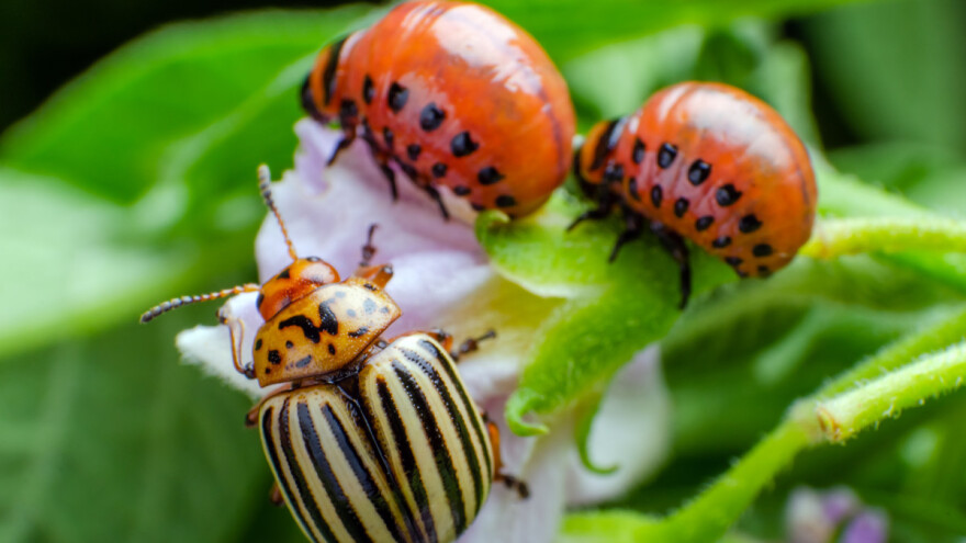 Koje mjere i sredstva koristiti protiv krompirove zlatice?