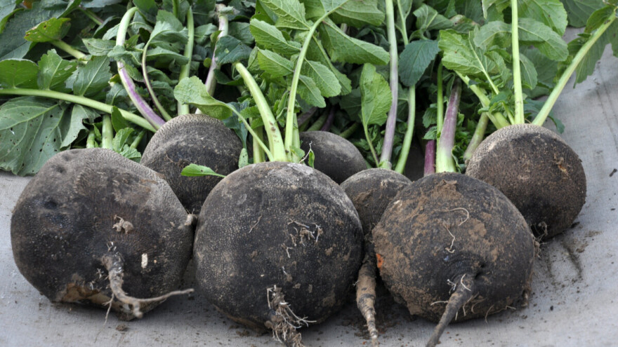 Bijela, crna ili egipatska rotkva? Ako je volite, evo savjeta za pravilan uzgoj