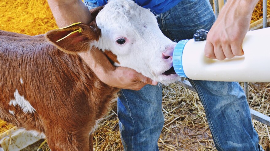 Probavne smetnje kod teladi - koje su i kako ih riješiti?
