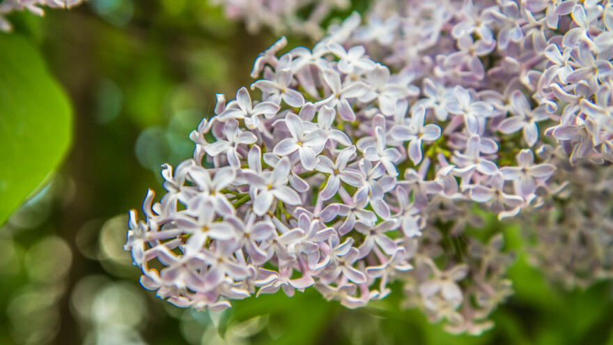 Za uspješno cvjetanje jorgovana, oprezno s gnojidbom dušikom