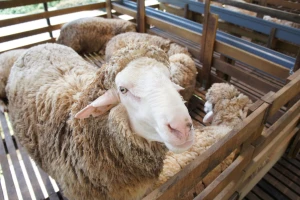 Kodiranim bojama i uređajima za praćenje  bore se protiv krađe ovaca