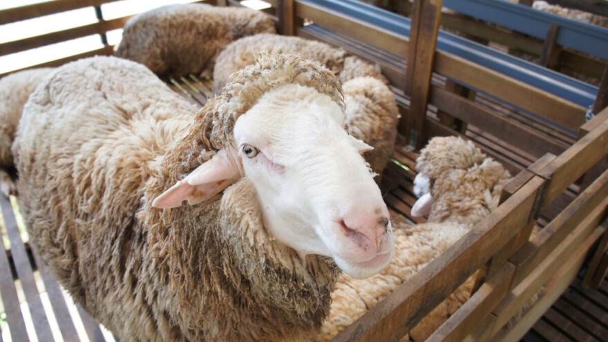 Kodiranim bojama i uređajima za praćenje  bore se protiv krađe ovaca