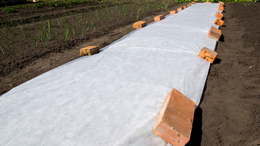 Koje biljke zaštititi agrotekstilom od niskih temperatura i mraza?