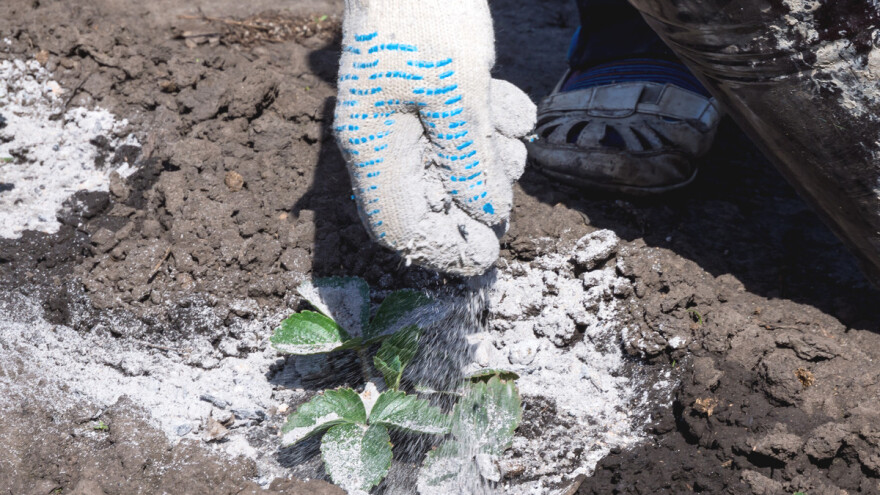 Rešite se raznih štetočina i glodara pomoću dijatomejske zemlje