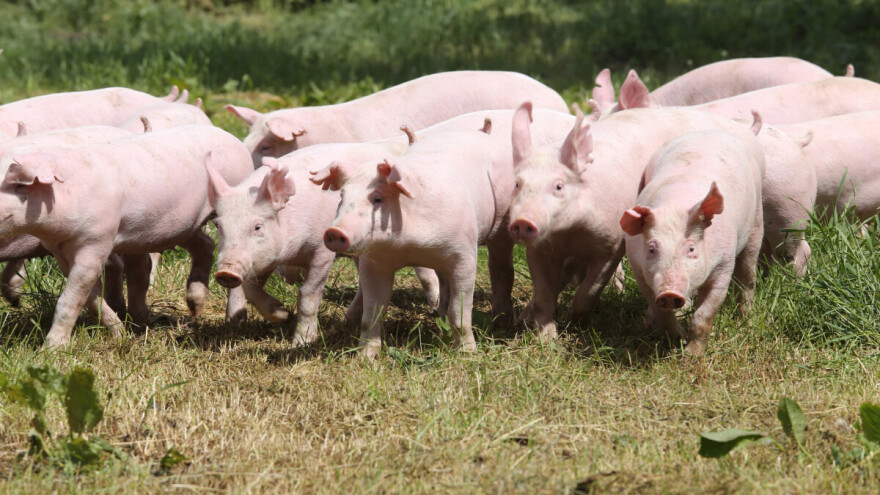 Afrička svinjska kuga tek 871 m od hrvatske granice, Imotski i okolica proglašeni zonama ograničenja