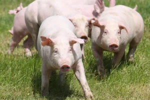 Što donosi prijedlog Programa potpore stočarima zbog otežanih uvjeta poslovanja?