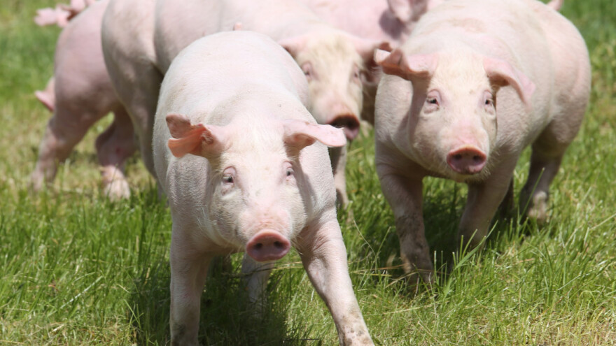 Što donosi prijedlog Programa potpore stočarima zbog otežanih uvjeta poslovanja?