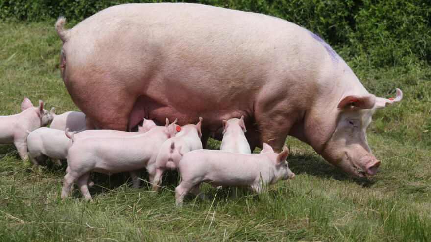 U Hrvatskoj se smanjuje broj peradi i svinja, ali goveda raste?