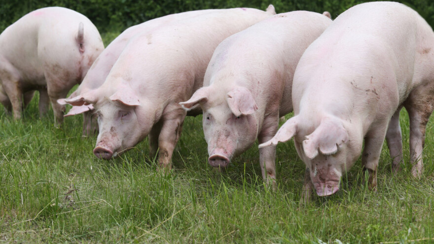 Afrička svinjska kuga stigla u Hrvatsku, potvrđen prvi slučaj