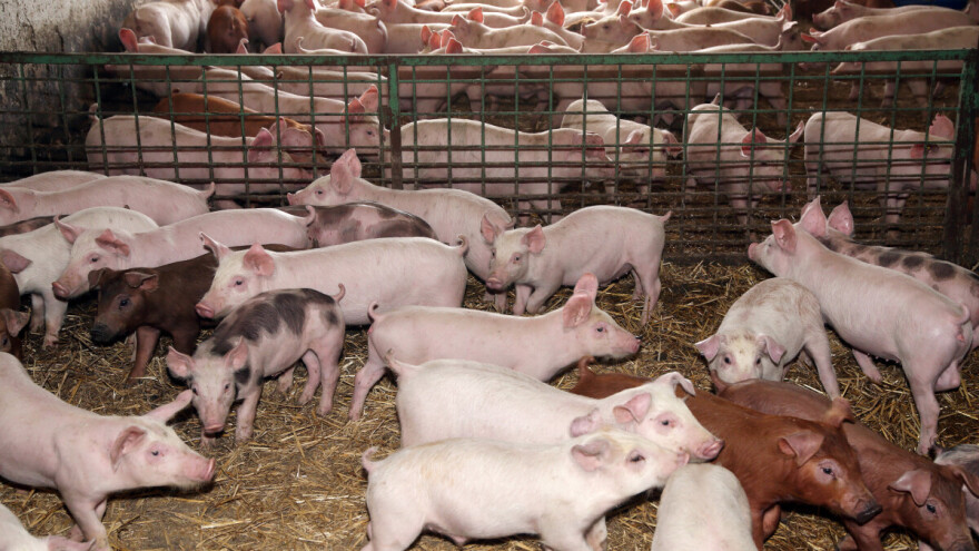 Zbog ličnog interesa: Farmeri i klaoničari krivi za afričku kugu svinja u Semberiji?