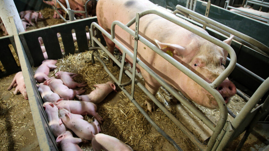 Zašto je krmača agresivna prema praščićima nakon prasenja?