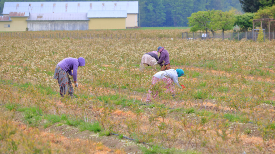 Da li su strani radnici na njivama naša nova svakodnevica?
