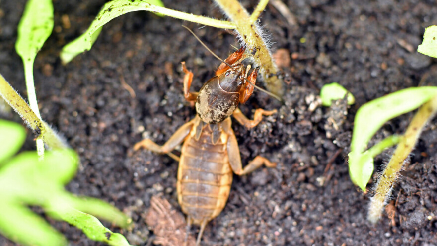 Rovac - namamite ga u klopke, otjerajte usoljenom ribom...