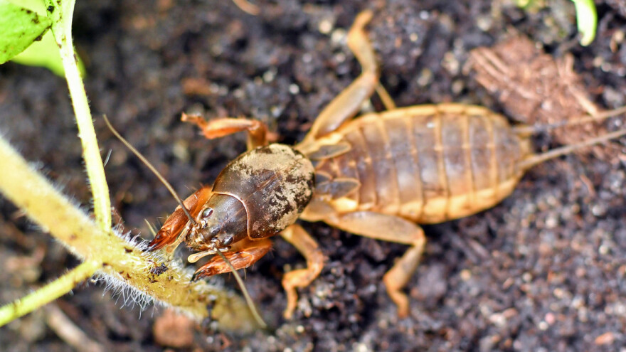 Zaštitite baštu od rovca dubokim oranjem, repelentnim biljkama i uljem
