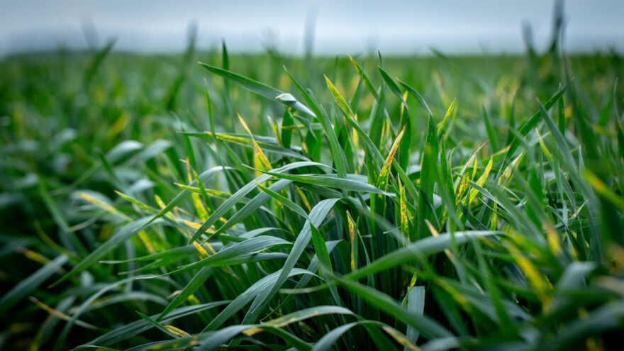 Ratari oprez: Toplo vrijeme pogoduje gljivicama na oziminama - pregledavajte usjeve