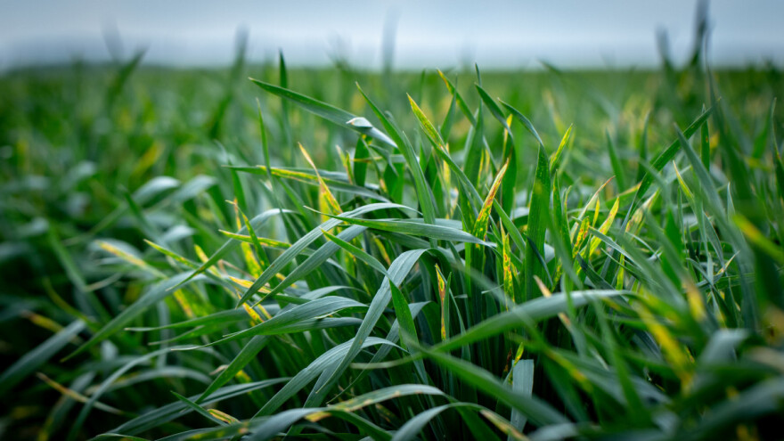 Ratari oprez: Toplo vrijeme pogoduje gljivicama na oziminama - pregledavajte usjeve