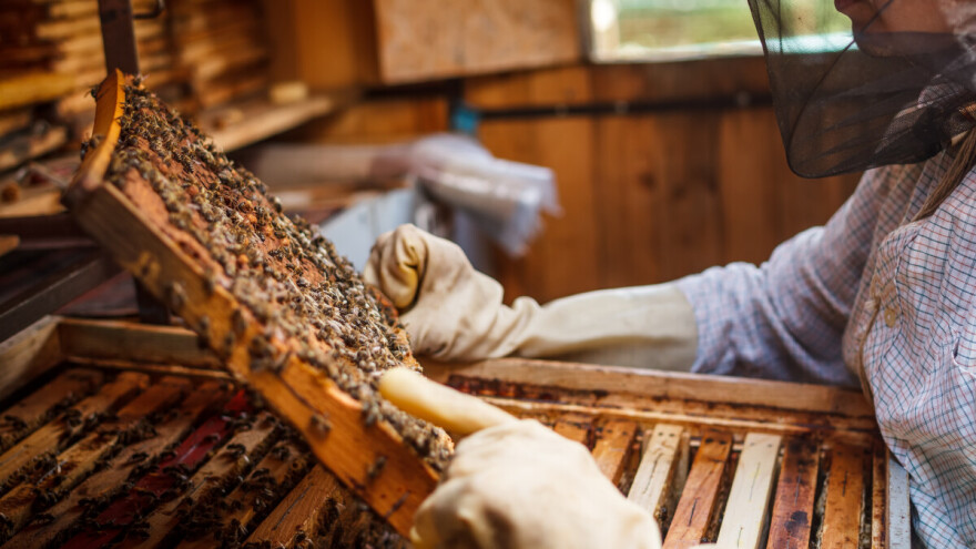 Ove godine manje meda: Kiša sprala nektar