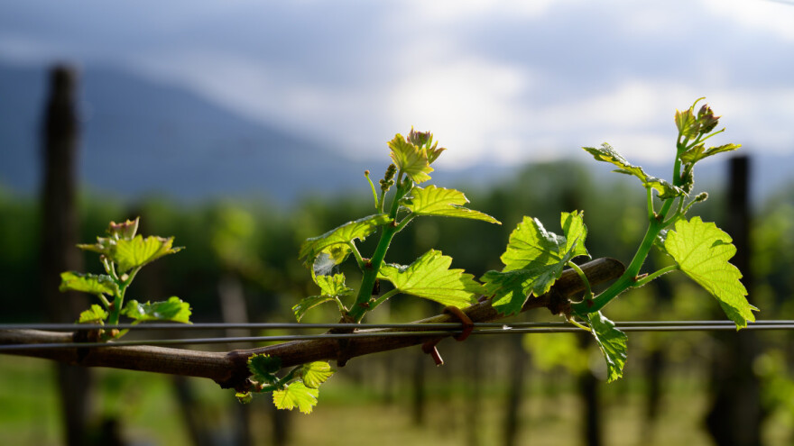 Ne čekajte da prođu kiše: Vinova loza je u najkritičnijem razdoblju, zaštitite je na vreme