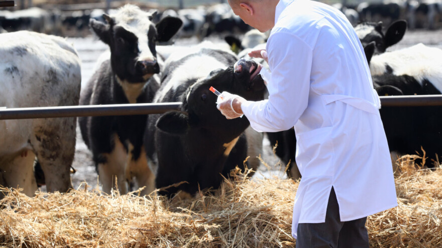 Sve je manje ostataka veterinarskih lekova u hrani