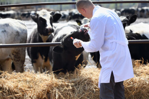 Sve je manje ostataka veterinarskih lijekova u hrani