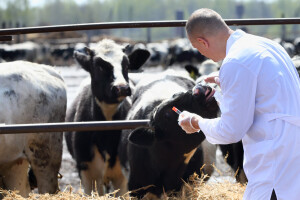 Upotreba antibiotika: UN predlaže globalno smanjenje, EU zabranu od siječnja 2022.