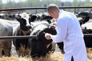 Veterinarima u FBiH 3,3 miliona KM, koje ispitivanje goveda se neće sufinansirati?