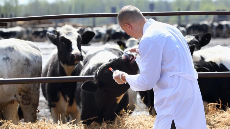 Veterinarima u FBiH 3,3 miliona KM, koje ispitivanje goveda se neće sufinansirati?