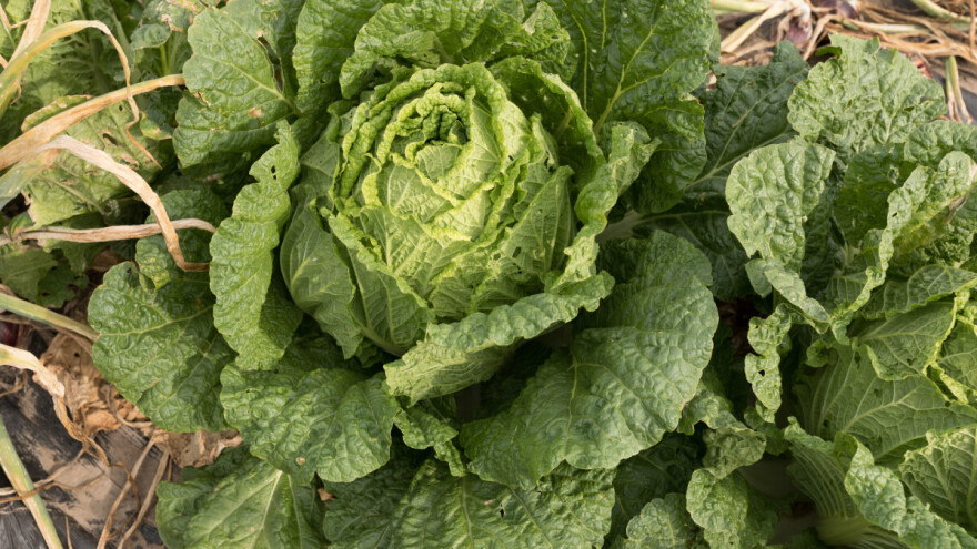 Uzgoj kineskog kupusa