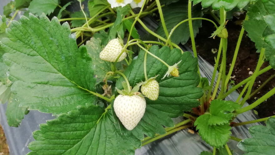 Jagoda Bijeli dragulj prodaje se i za 70 kuna po komadu