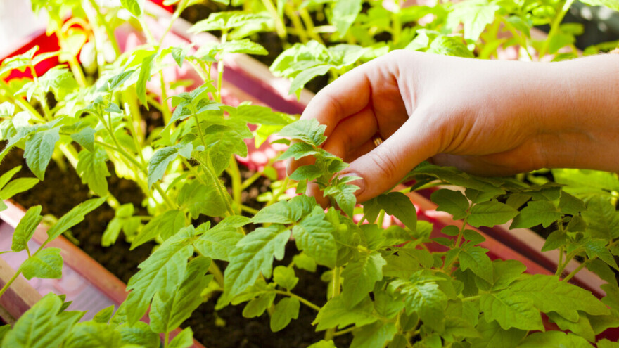 Seme za rasad posejte na vreme