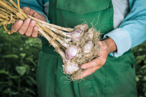 U Virovitici će se graditi sušionica povrća kapaciteta 410 kg/h