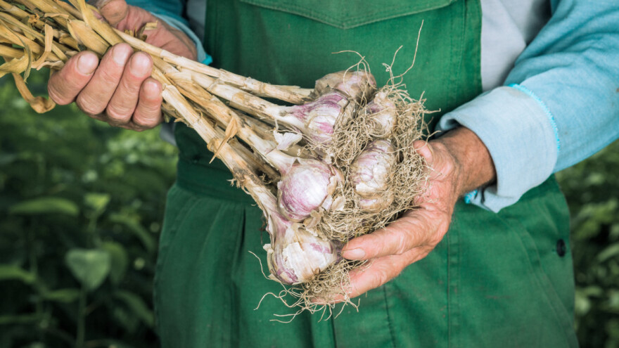 U Virovitici će se graditi sušionica povrća kapaciteta 410 kg/h