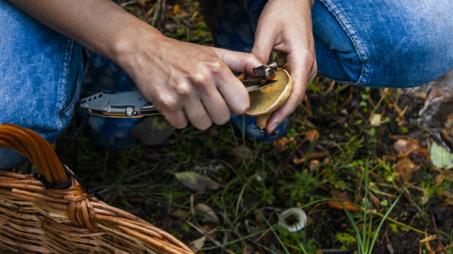 Slavonska gljivarijada u subotu - uživajte u šumi, gljivarenju i druženju!