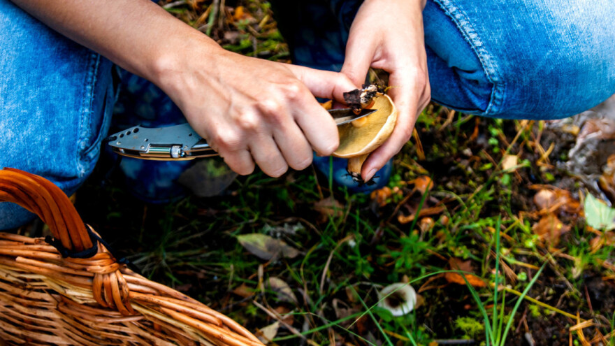 Šumski plodovi: Nadležni dozvoljavaju ipak dva kilograma dnevno?!
