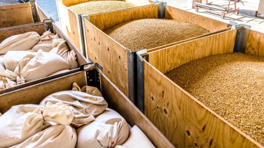 Šta pokazuju nove prognoze globalne proizvodnje žitarica?