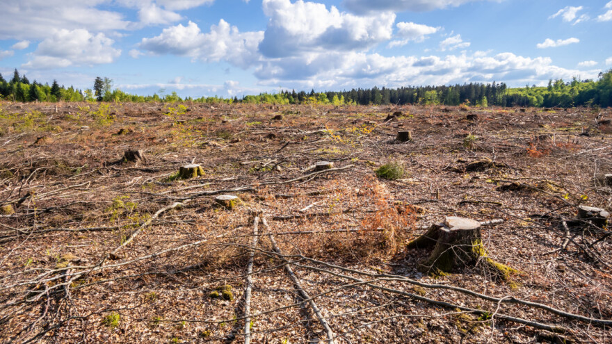 EK pokrenula javno savetovanje o krčenju i degradaciji šuma, a aktivisti peticiju